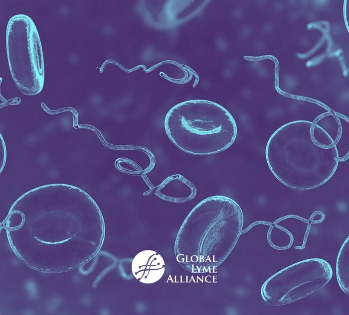 How Does Lyme Disease Affect the Immune System?